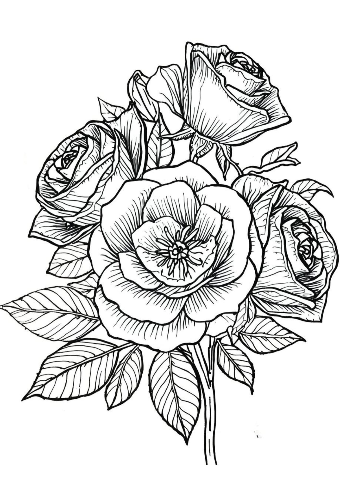 Rose Study II