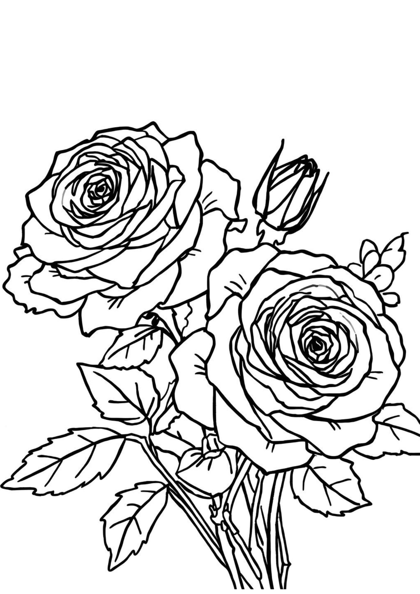 Rose Study III
