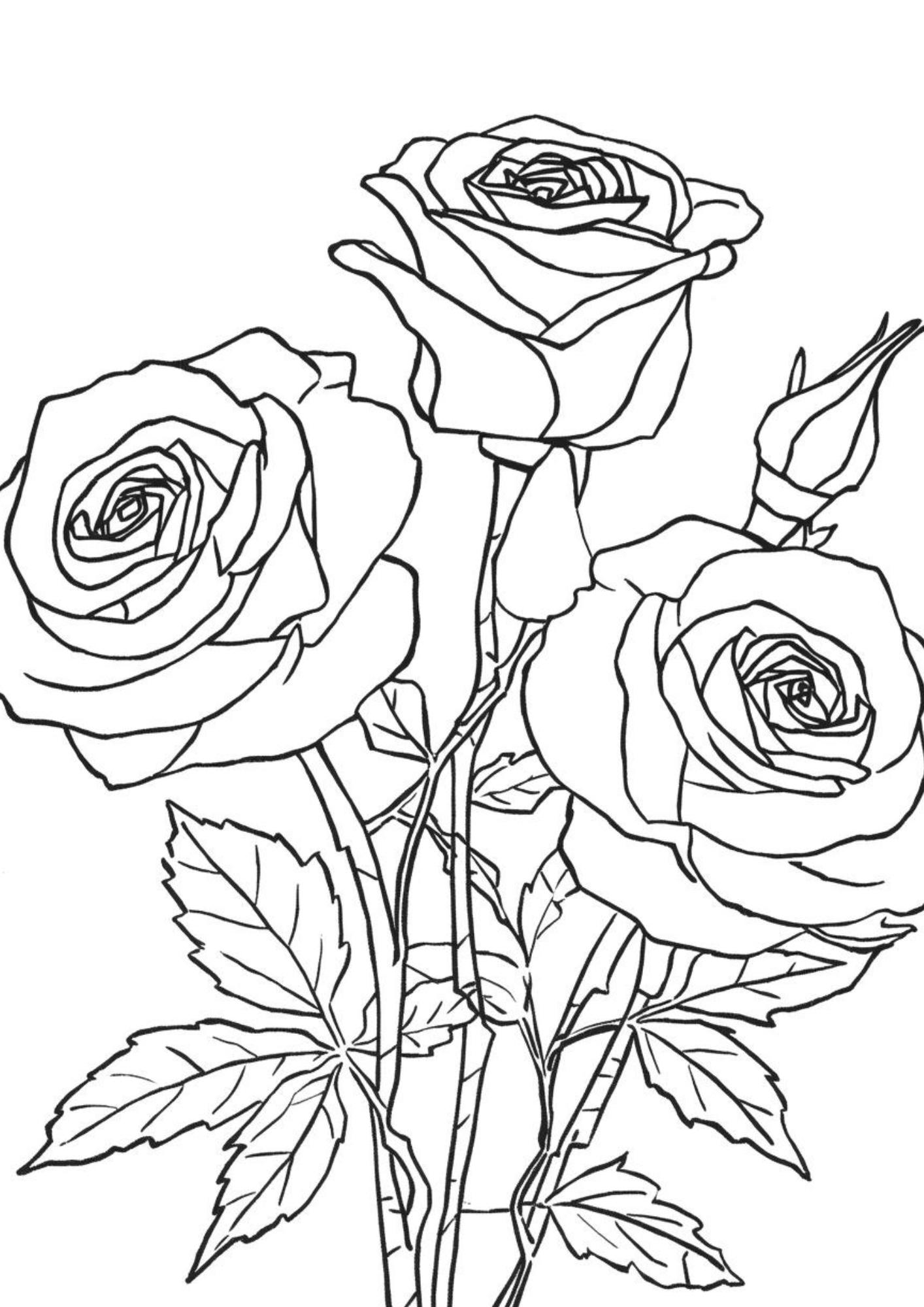Rose Study IV